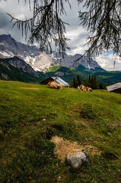 Krowy Pobliżu Schroniska Bachlalm Austriackich Alpach — Zdjęcie stockowe