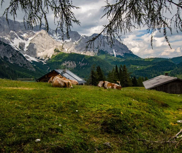 Krowy Pobliżu Schroniska Bachlalm Austriackich Alpach — Zdjęcie stockowe