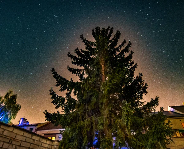 Yıldızlı Gökyüzü Arkaplanındaki Fidan Ağacı Gece Vakti — Stok fotoğraf