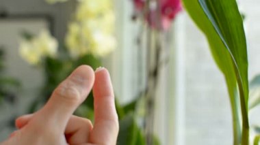 Silah ve losyon güneş koruma krem merhem cam kullanarak parmak nemlendirici