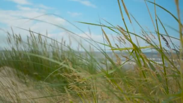 Minimalisme herbe sur la plage gros plan avec mer et nuages sur le fond — Video