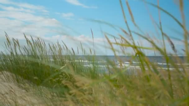 Трава на пляже крупным планом с морем и облаками в фокусе на фоне — стоковое видео