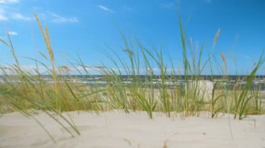 Minimalist arka plan üzerinde deniz güneşli plaj portre çimen