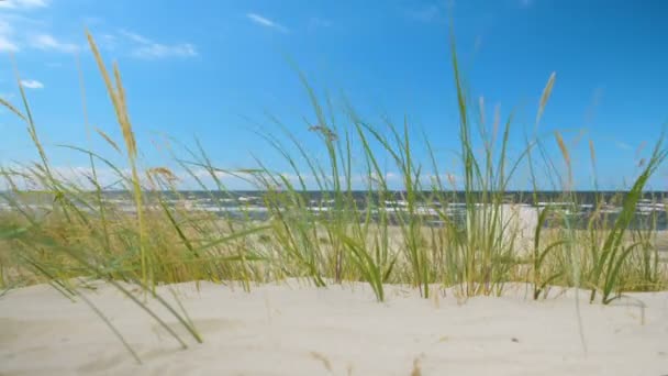 Gress på den solrike stranden som nærmer seg med havet på den minimalistiske bakgrunnen – stockvideo