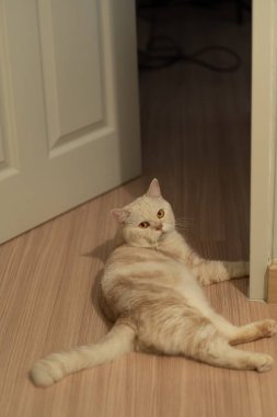 İskoç kat kedi bütün gün uyku