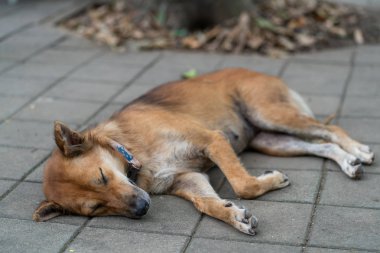 Tembel köpek tapınakta uyku