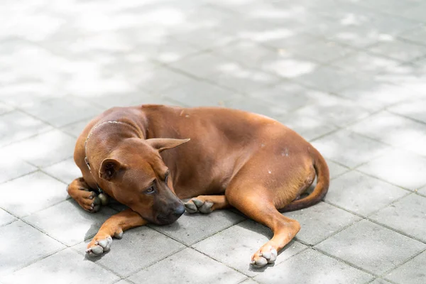Sleeping dog — Stock Photo, Image