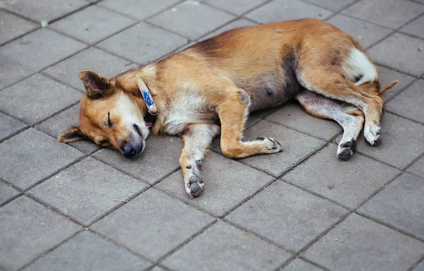 Sleeping dog in the temple — Stock Photo, Image