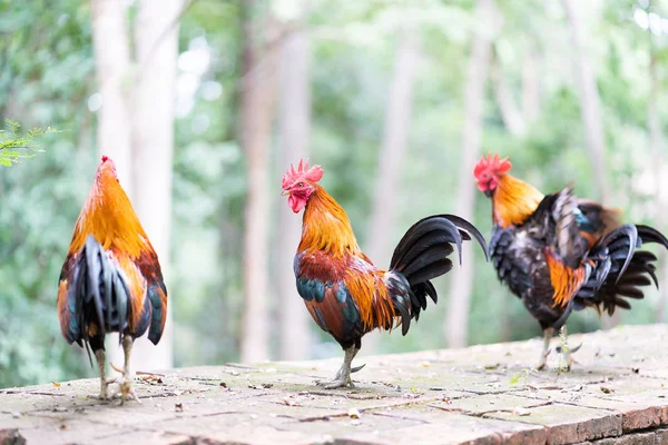 Coq coloré dans le temple — Photo