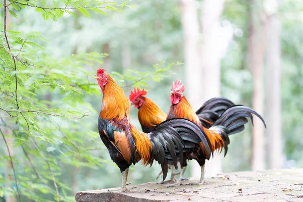 寺庙里五颜六色的公鸡 — 图库照片