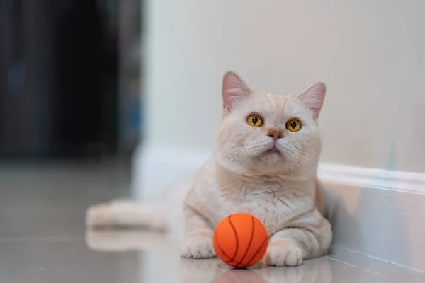 Escocês dobra gato com bola laranja — Fotografia de Stock