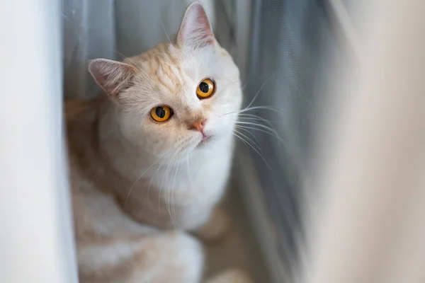 Oeil jaune scottishfold chat regarder caméra — Photo