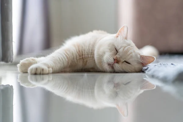 Escocês gato dobrar dormir todo o dia — Fotografia de Stock