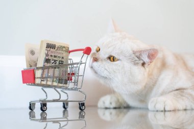10000 Jyp alışveriş sepeti ile İskoç kat kedi