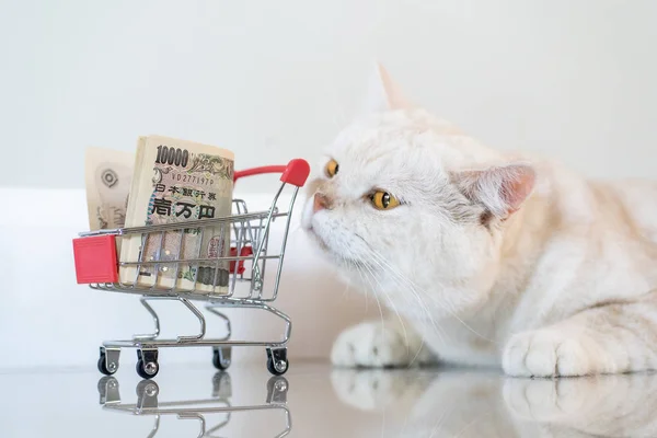 Gato dobrável escocês com carrinho de compras de 10000 JYP — Fotografia de Stock