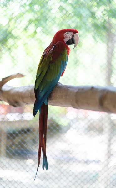 美丽的金刚鹦鹉鸟颜色红色绿色蓝色 — 图库照片