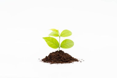 Beyaz arka planda Sprout ve organik toprak