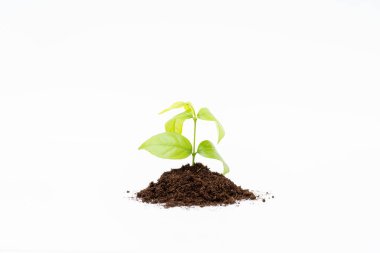 Beyaz arka planda Sprout ve organik toprak