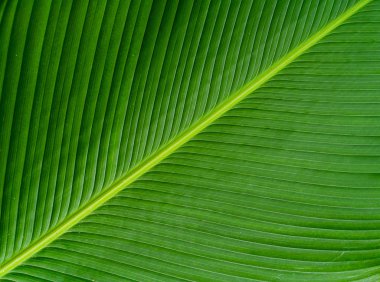 yeşil muz yaprağı dokusu arkaplanı
