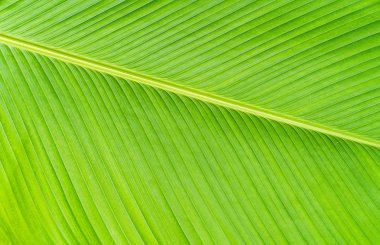 yeşil muz yaprağı dokusu arkaplanı