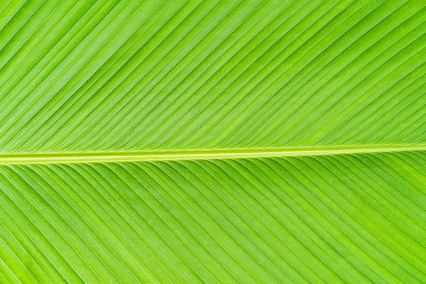 Зелений фон текстури листя банана Ліцензійні Стокові Зображення