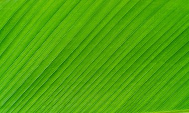 yeşil muz yaprağı dokusu arkaplanı