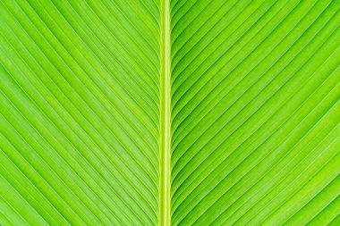 yeşil muz yaprağı dokusu arkaplanı