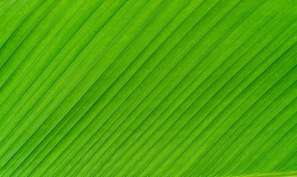Grüne Bananenblatt Textur Hintergrund Stockbild