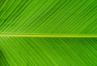 yeşil muz yaprağı dokusu arkaplanı