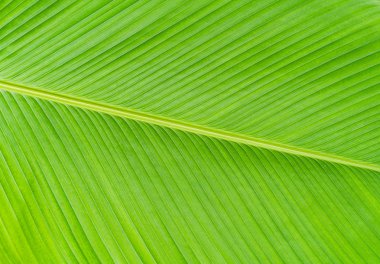 yeşil muz yaprağı dokusu arkaplanı