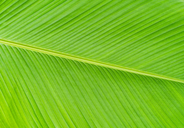 Zöld banán levél textúra háttér — Stock Fotó