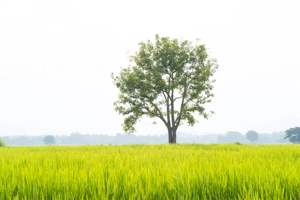 Big tree with green grass rice fields — Stock Photo, Image