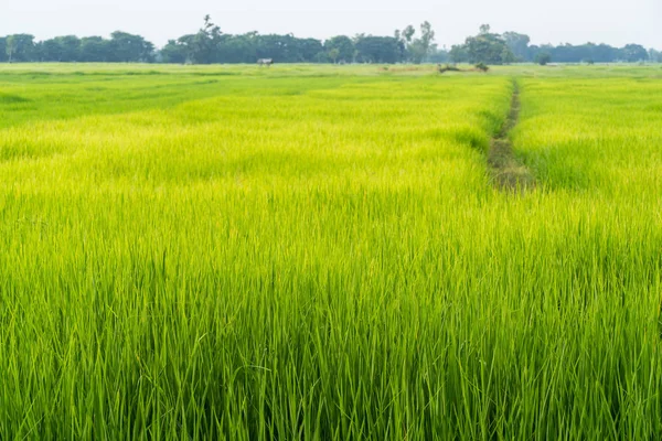 Green grass rice fields background — Stock Photo, Image