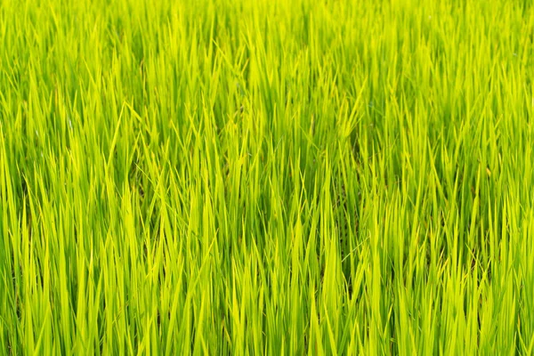 Groene gras rijstvelden achtergrond — Stockfoto