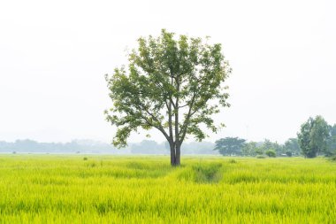 Yeşil ot pirinç tarlaları ile büyük ağaç