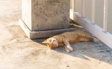 Uyuyan kızıl kedi. güneşli bir gün