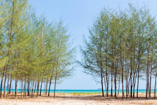 Pine Wood Tree Beach — Stock Photo, Image