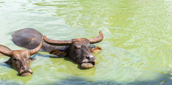 池塘里的水牛 — 图库照片