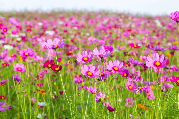 Cosmos Bloemenvelden Tuin — Stockfoto