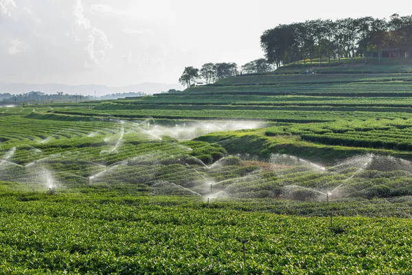 Sprinkler Watering Farmland — Stock Photo, Image