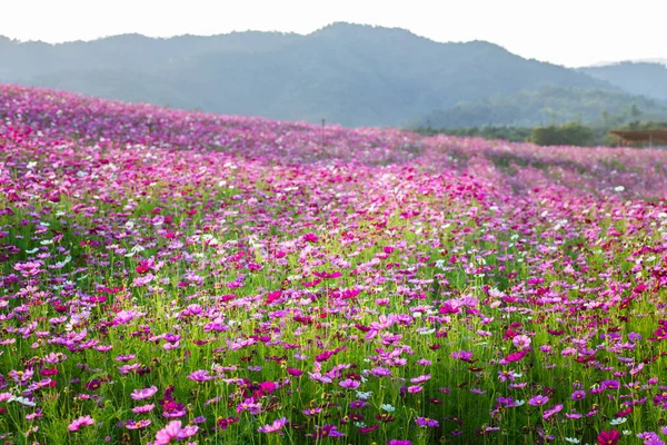 Cosmos Flower Garden Fields — Stock Photo, Image