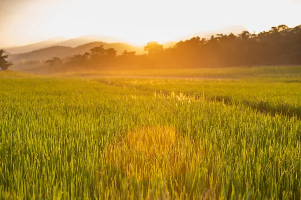 Green Rice Fields Sunset — Stock Photo, Image