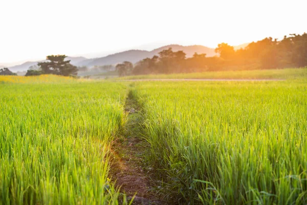 Zelená Rýžová Pole Při Východu Slunce — Stock fotografie