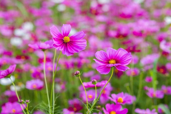Roze Cosmos Bloemenvelden — Stockfoto