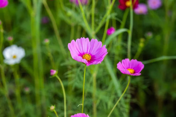 Roze Cosmos Bloemenvelden — Stockfoto