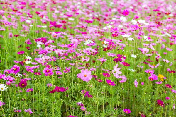 Roze Cosmos Bloemenvelden — Stockfoto