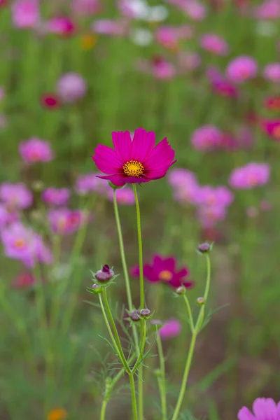 Roze Cosmos Bloemenvelden — Stockfoto