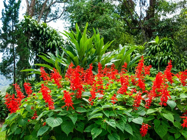 Roter Blumengarten — Stockfoto