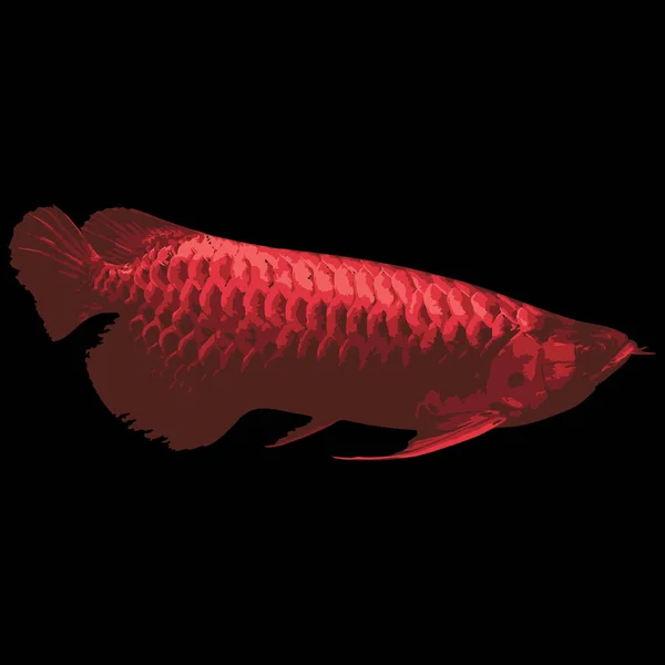 검은 배경의 붉은 물고기 — 스톡 벡터
