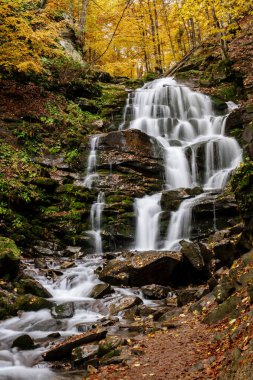 Sonbahar şelale Pylypets Karpat Dağlarında. Sarı ağaçları arasında pitoresk bir nehir var..